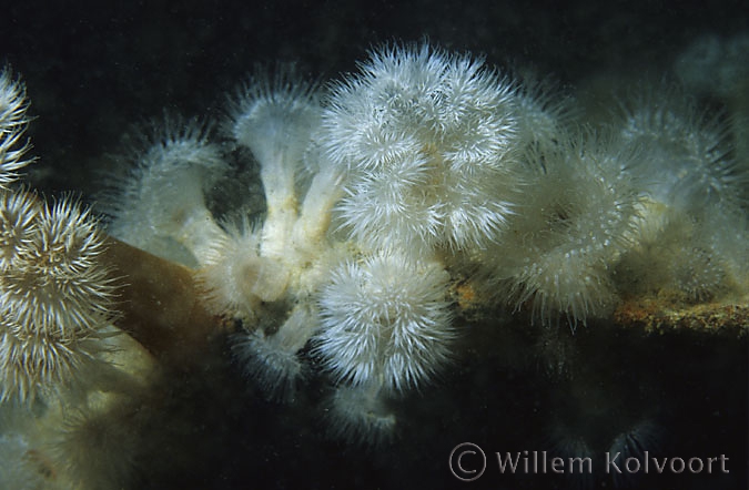 Plumose anemone ( Metridium senile ) on wreck