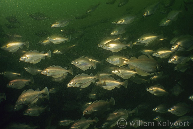 Steenbolken ( Trisopterus lucus )