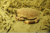 Edible crab between sand mason