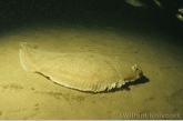 Common sole ( Solea solea )