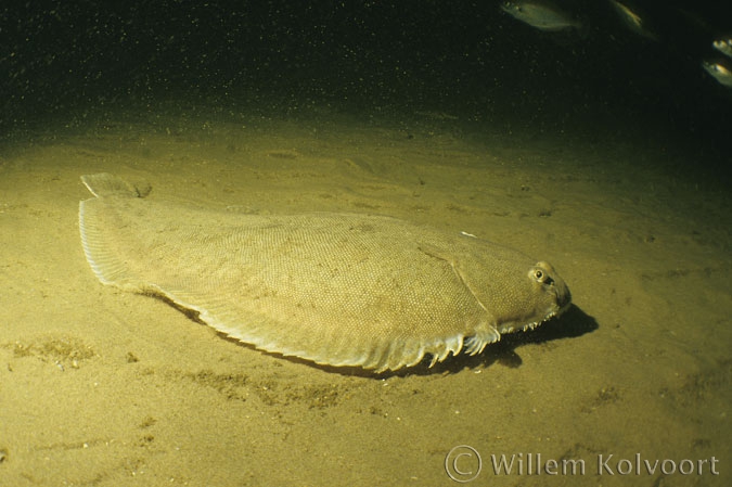 Common sole ( Solea solea )