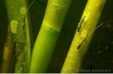 Pond olive ( Cloëon dipterum ) spawning