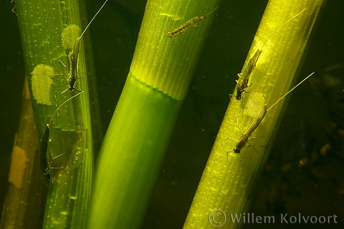 Pond olive ( Cloëon dipterum ) spawning