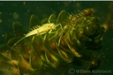 Pond olive ( Cloëon dipterum ) larva