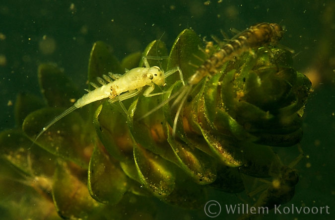 Pond olive ( Cloëon dipterum ) larva