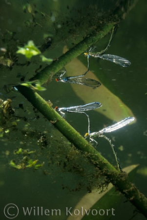 Damselflies ( Erythroma najas ) spawning