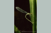 Damselfly  spawning