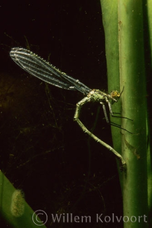 Damselfly  spawning