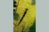 Damselfly  larva