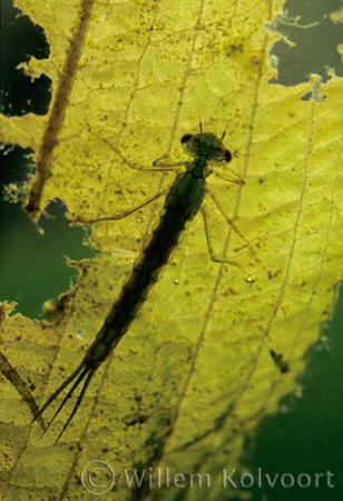 Damselfly  larva