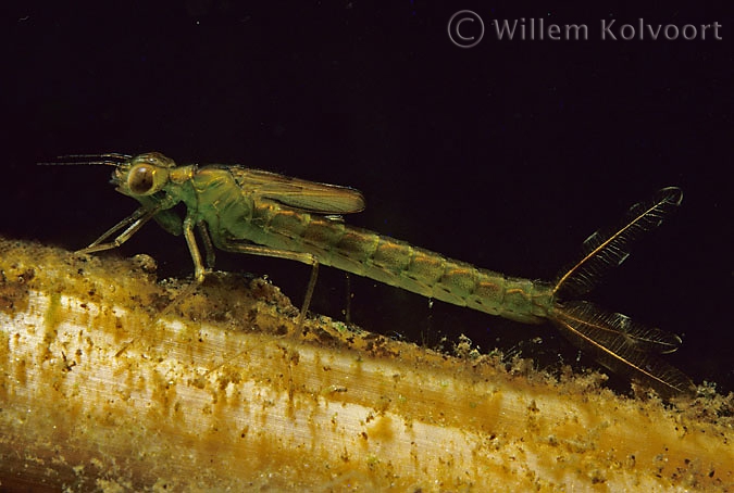 Damselfly  larva