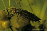 Dragonfly larva