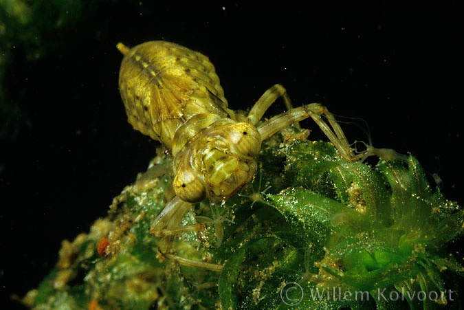 Dragonfly larva