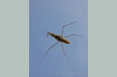 Schaatsenrijder van onder ( Gerris lacusstris ).