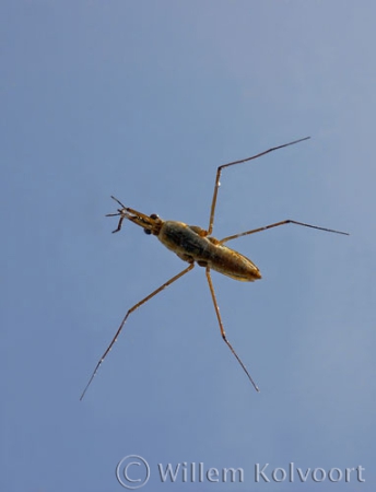 Schaatsenrijder van onder ( Gerris lacusstris ).