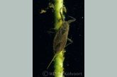 Water scorpion ( Nepa cinerea )