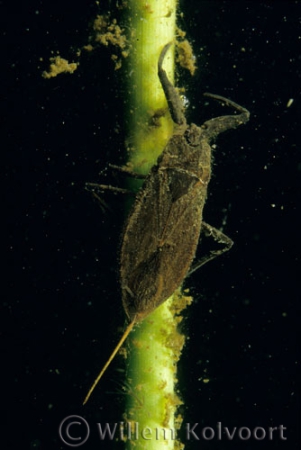 Water scorpion ( Nepa cinerea )