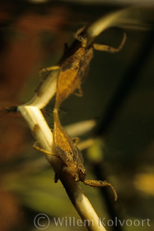  Waterschorpioen ademend ( Nepa cinerea) juv.