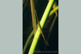 Long-bodied water scorpion ( Ranatra linearis )