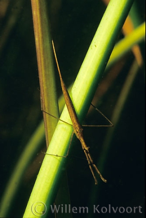 Long-bodied water scorpion ( Ranatra linearis )