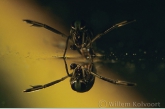 Backswimmer ( Notonecta glauca )