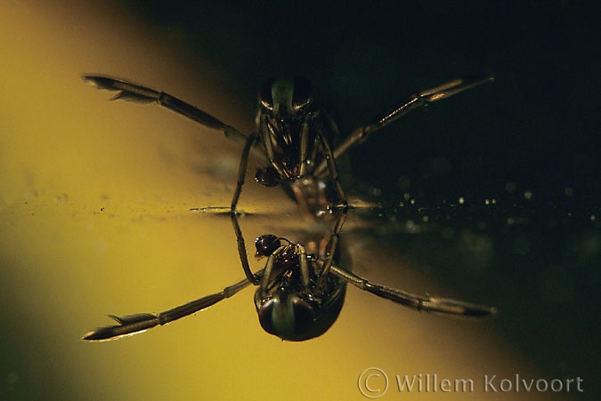 Backswimmer ( Notonecta glauca )