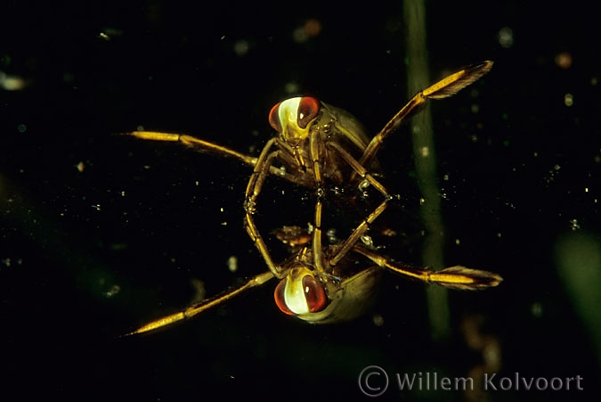 Bootsmannetje  ( Notonecta maculata ).