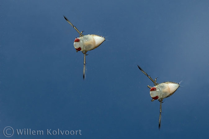 Jonge rugzwemmers ( Notonecta glauca ).