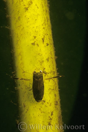 Water boatman ( Corixa punctata )