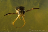 Water boatman ( Corixa punctata )