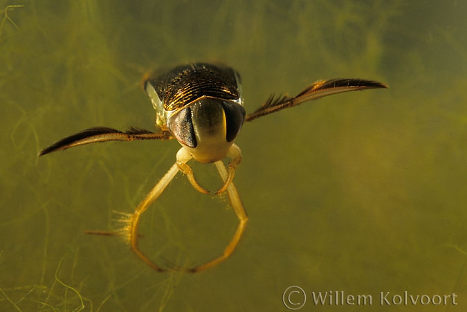 Water boatman ( Corixa punctata )