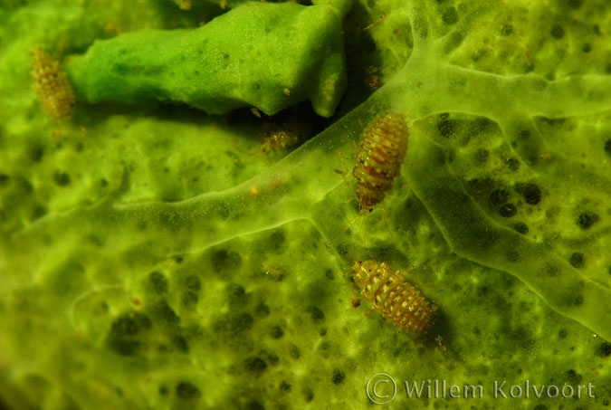 Spongefly ( Sisyra spec.) larvae