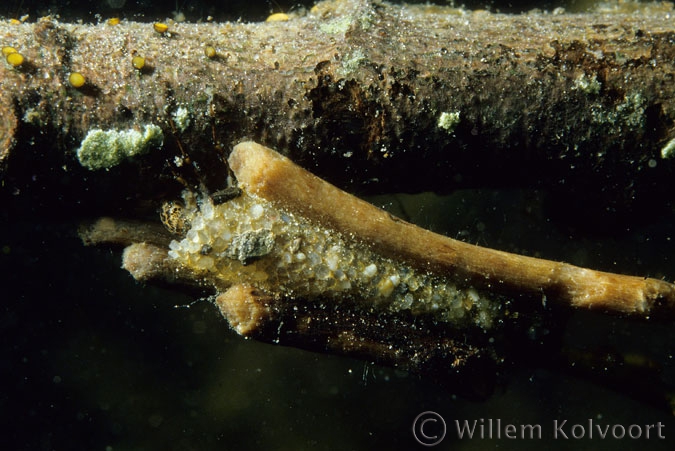 Caddis fly ( Phryganea spec. ) larva