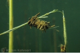 Caddis fly ( Phryganea spec. ) larva