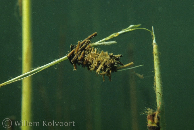 Kokerjufferlarve ( Limnephilus rhombicus ) .