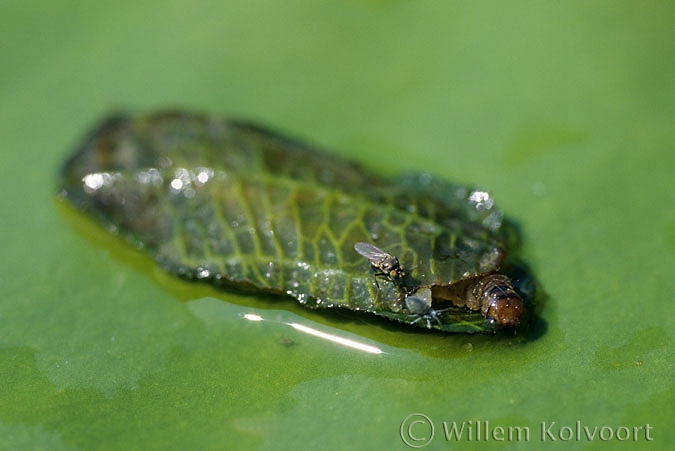 Brown china mark ( Elophyla nymphaeata ) larva