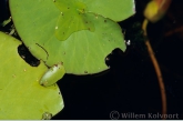 Larve van de waterlelievlinder ( Elophila nymphaeata ).