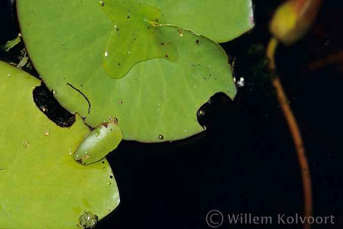 Larve van de waterlelievlinder ( Elophila nymphaeata ).