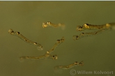  Ghost midges ( Chaoborus spec. ) larvae