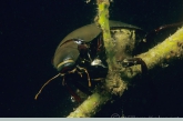 Great silver diving beetle ( Hydrous piceus )