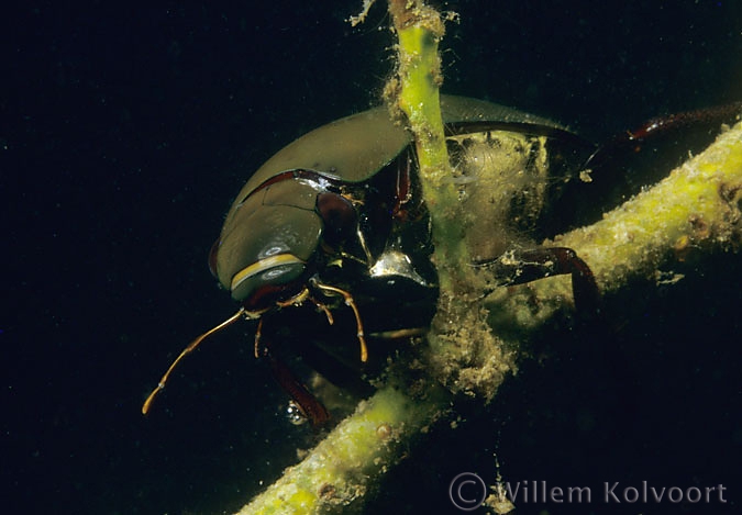 Spinnende watertor ( Hydrophilus piceus ).