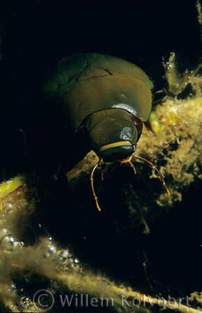 Spinnende watertor ( Hydrophilus piceus ).