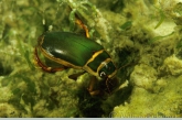 Great diving beetle ( Dysticus marginalis ) male