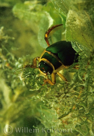 Great diving beetle ( Dysticus marginalis ) male