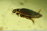Great diving beetle ( Dysticus marginalis ) female