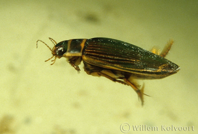 Great diving beetle ( Dysticus marginalis ) female