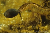 Great diving beetle ( Dysticus marginalis ) larva