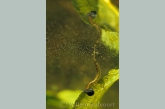 Great diving beetle ( Dysticus marginalis ) larva with tadpole and breathing