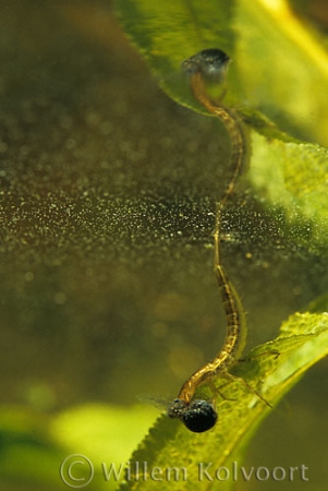 Great diving beetle ( Dysticus marginalis ) larva with tadpole and breathing