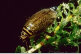 Lesser diving beetle ( Acilius sulcatus )